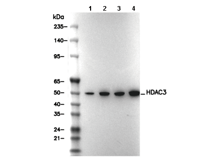 HDAC3 Antibody
