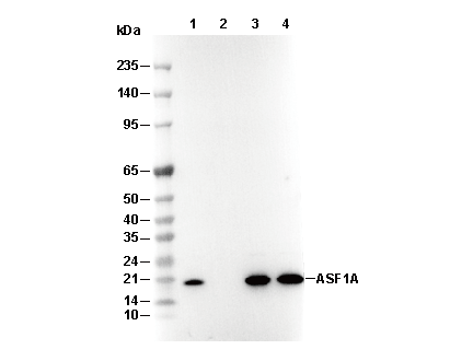 ASF1A Antibody