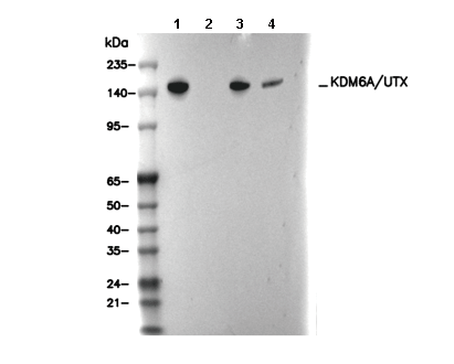 KDM6A/UTX Antibody