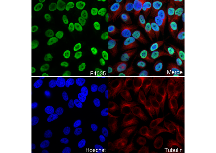 Histone H3 (mono methyl Lys79) Antibody