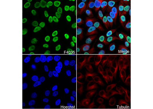 Histone H3 (mono methyl Lys79) Antibody