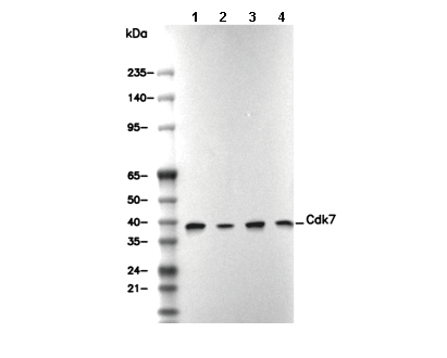 Cdk7 Antibody