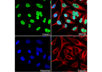 HDAC2 Antibody