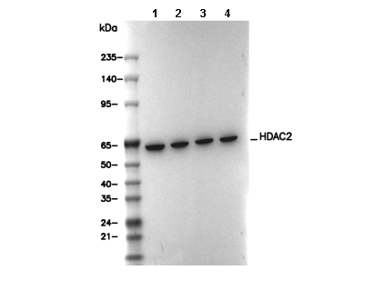 HDAC2 Antibody