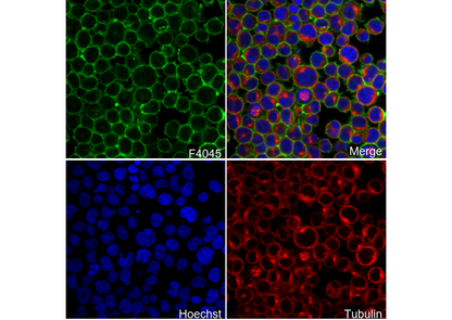 SLC1A5/ASCT2 Antibody