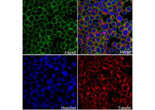 SLC1A5/ASCT2 Antibody