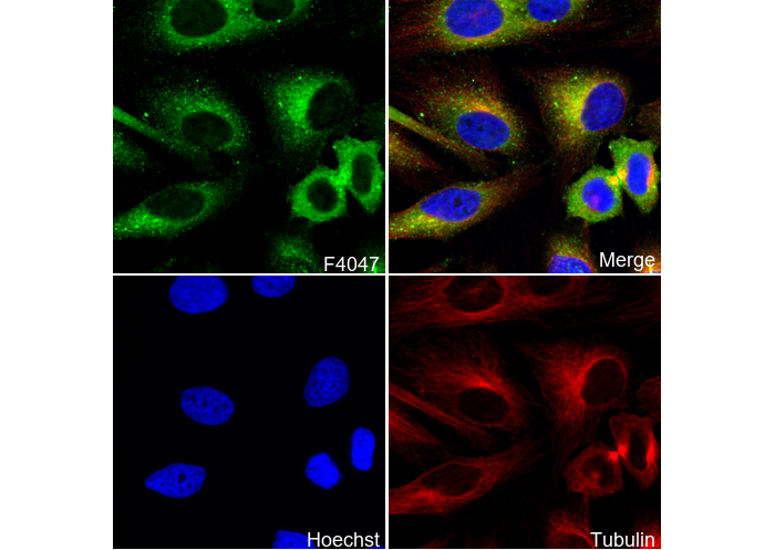 USP14/TGT C-terminal Antibody