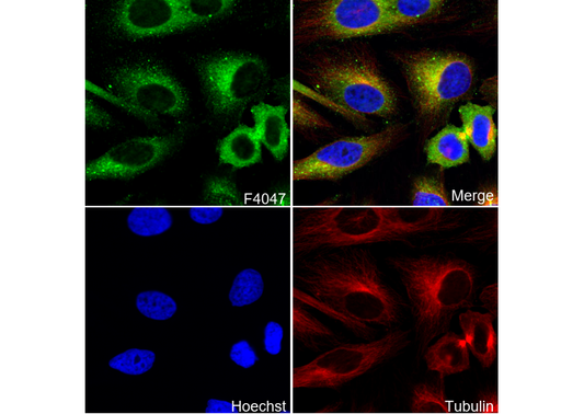 USP14/TGT C-terminal Antibody