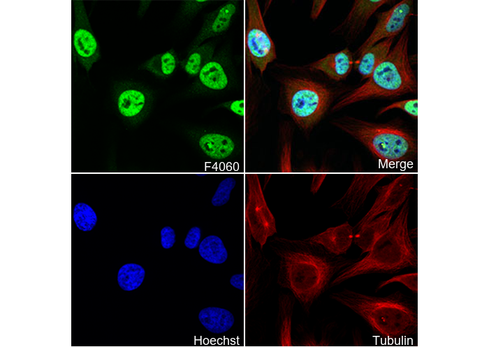 hnRNP A1 Antibody
