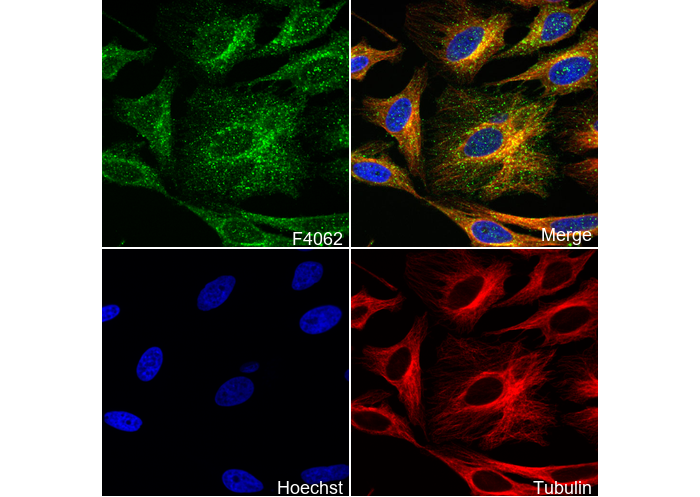 Annexin-2/ANXA2 Antibody