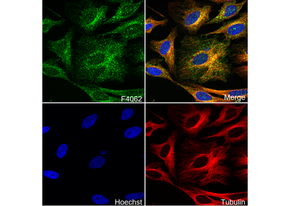Annexin-2/ANXA2 Antibody