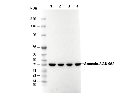 Annexin-2/ANXA2 Antibody