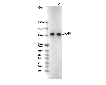 KAP1 Antibody