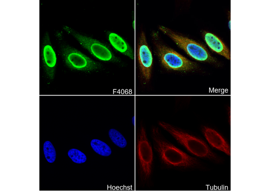 Ku70 Antibody
