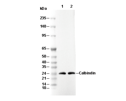 Calbindin Antibody