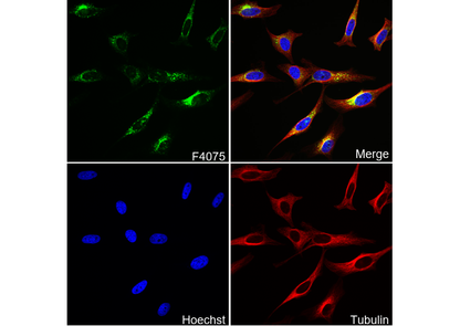 LAMP1 Antibody