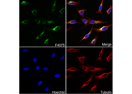 LAMP1 Antibody