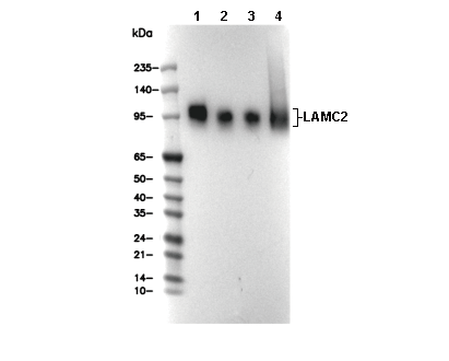 LAMP1 Antibody