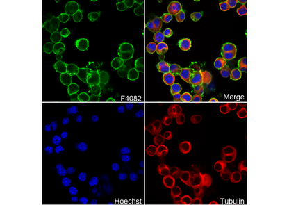NCAM1 Antibody