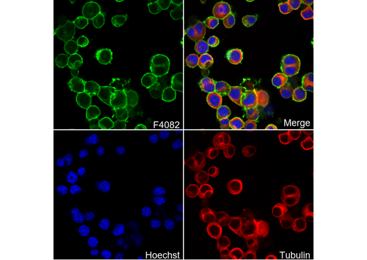 NCAM1 Antibody