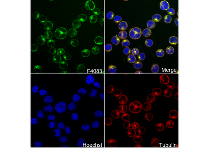 CD206/MRC1 Antibody