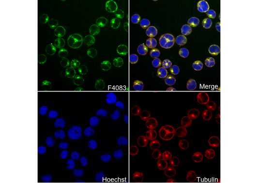 CD206/MRC1 Antibody