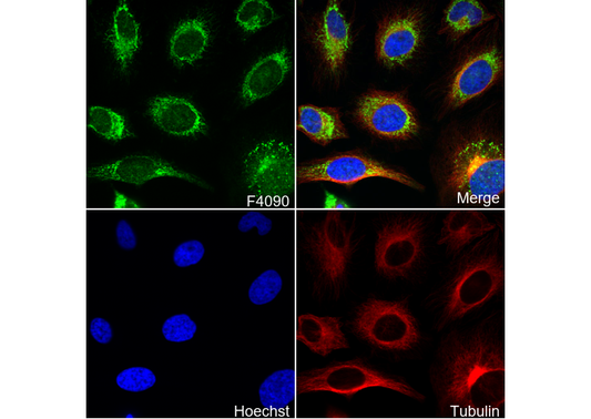 ACO2 Antibody