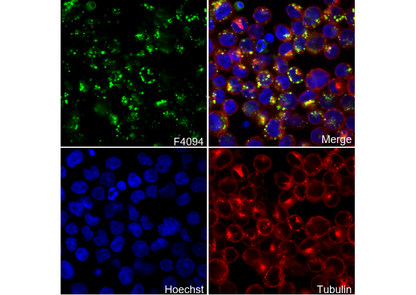 CD74 Antibody