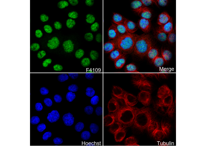 XRCC1 Antibody
