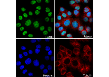 XRCC1 Antibody