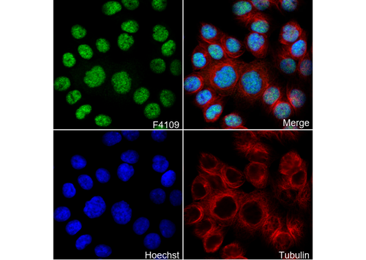 XRCC1 Antibody
