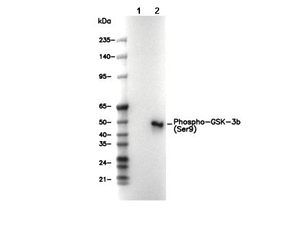 Phospho-GSK-3β (Ser9) Antibody