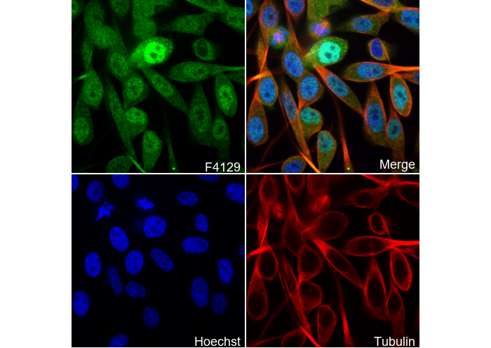 FoxO3a Antibody