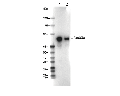 FoxO3a Antibody