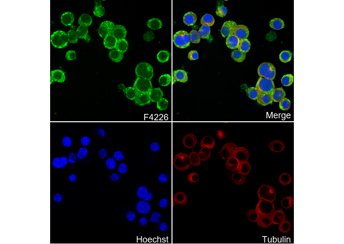 RIP3 Antibody