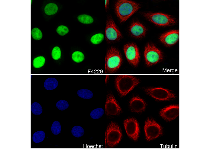 Geminin Antibody