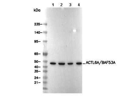 ACTL6A/BAF53A Antibody
