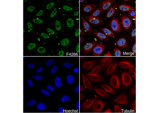 PPARα Antibody