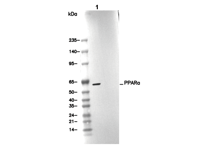 PPARα Antibody