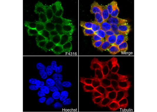 CIP2A Antibody