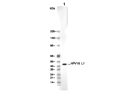 HPV16 L1 Antibody