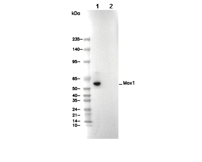 Mox1 Antibody