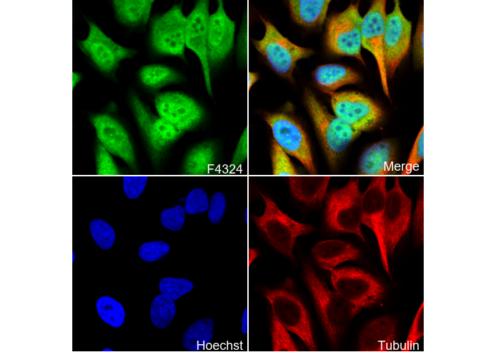 PCBP2 Antibody
