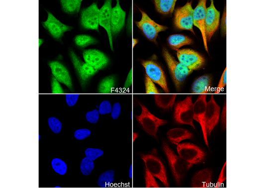 PCBP2 Antibody