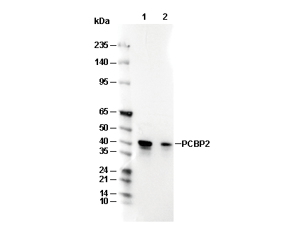 PCBP2 Antibody