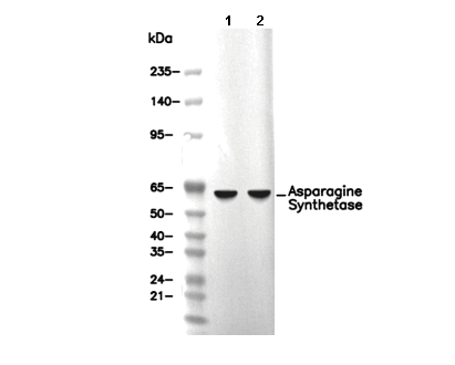 Asparagine Synthetase Antibody
