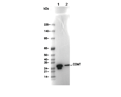 COMT Antibody