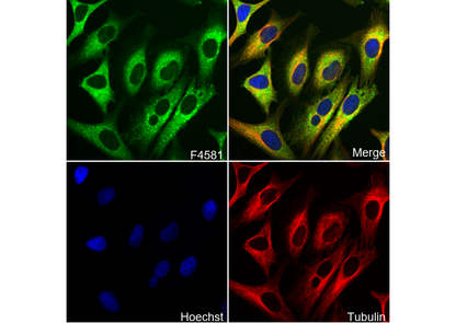 HOP Antibody