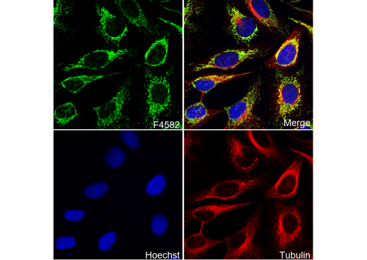 DLST Antibody
