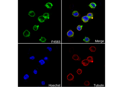 MCT1/SLC16A1 Antibody